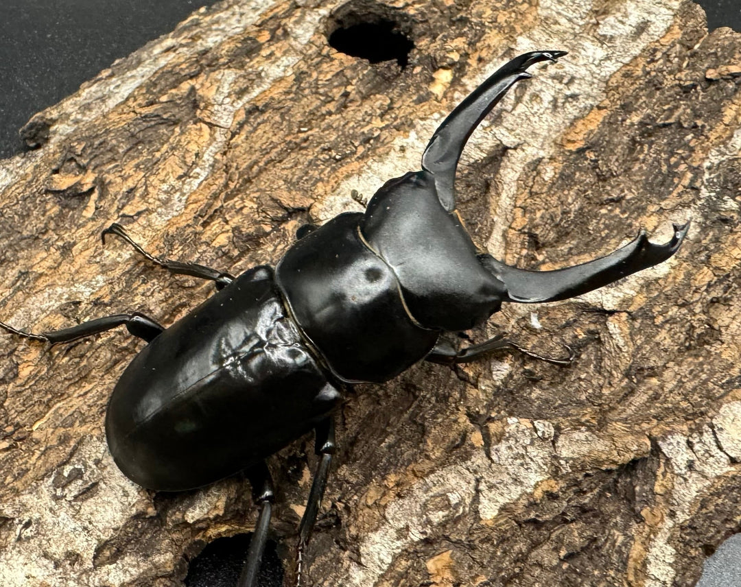 【WD】《ブラナウンコクワ 碧羅雪山産 64mm ペア》