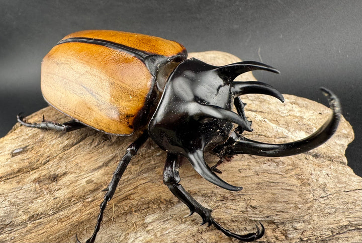 【WD】《ゴホンツノカブト原名亜種 ラオス産 80.5mm ペア》