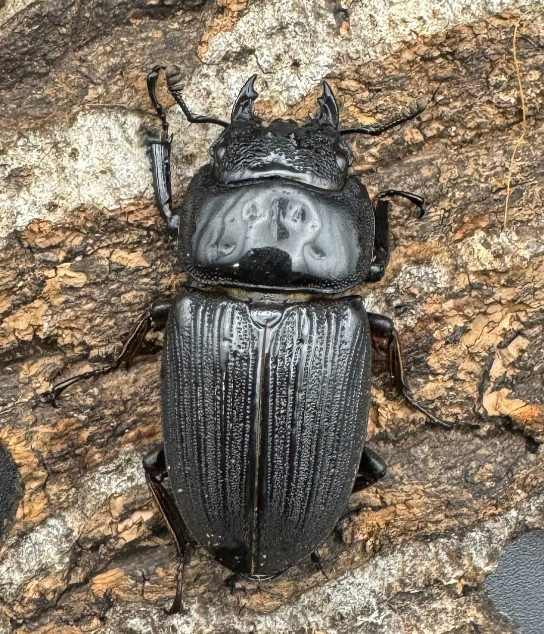 【WD】《ミンダナオパリーオオクワ  45.5mm ペア》