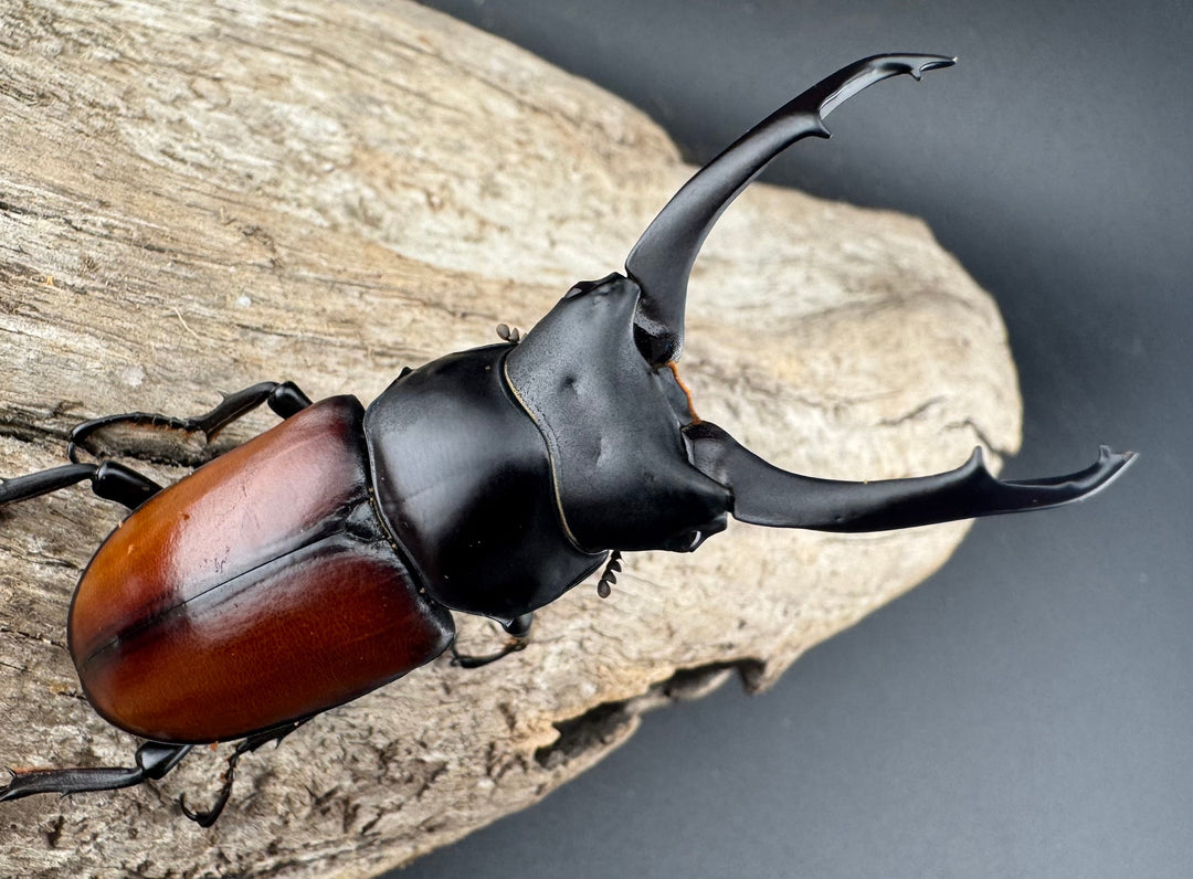 【WD】《マクレイコクワ チベット産 62.5mm A'品ペア》