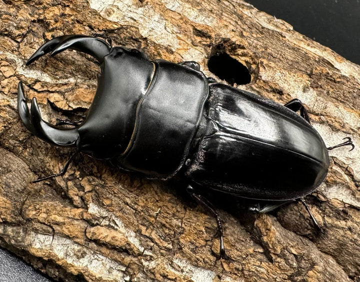 【WD】《クルビデンスオオクワ タイ産 67mm ペア》