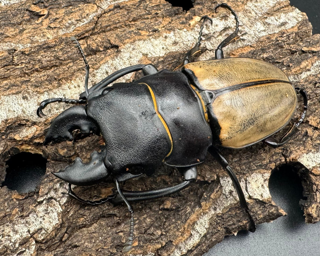 【WD】《カステルナウディツヤクワガタ 72ｍｍ ペア》