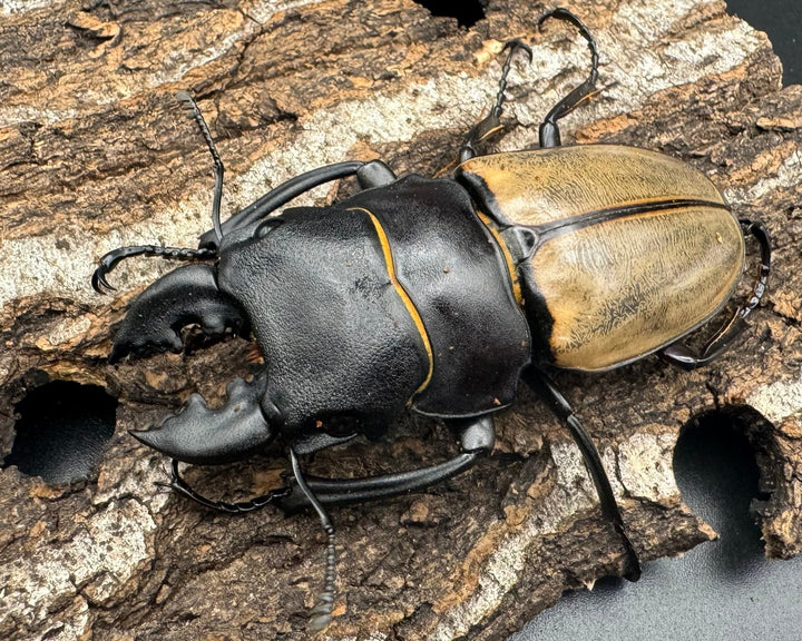 【WD】《カステルナウディツヤクワガタ 72ｍｍ ペア》