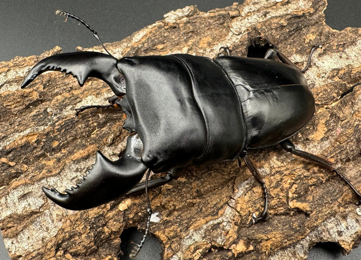 極太《スマトラオオヒラタ 90.5mm ペア》