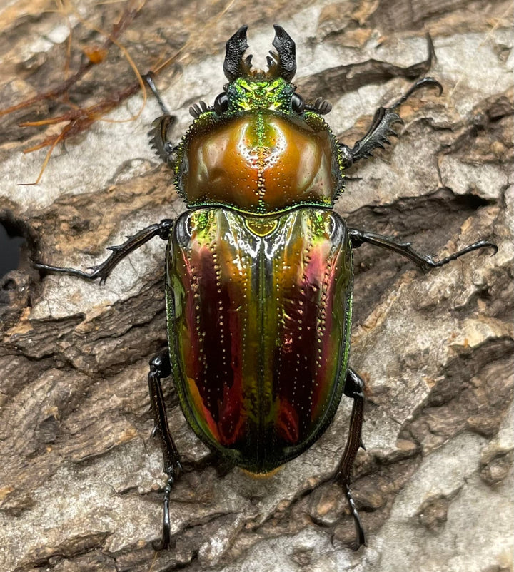 《ニジイロクワガタ 45mm ペア》