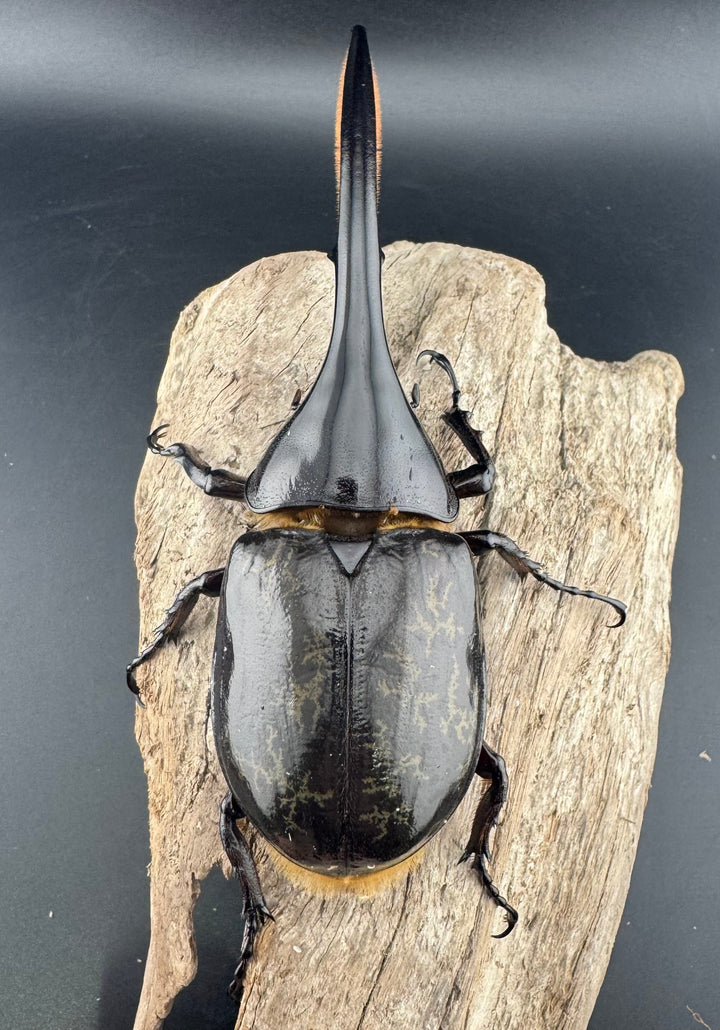 《ヘラクレス・ヘラクレス 130mm ペア》