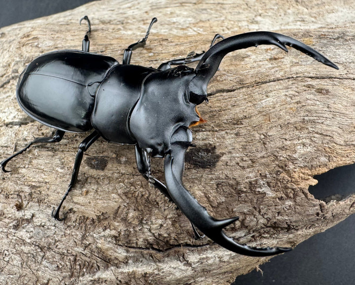 【WD】《ウエストウッディ亜種カズミアエ 雲南省産 71mm A’品ペア》