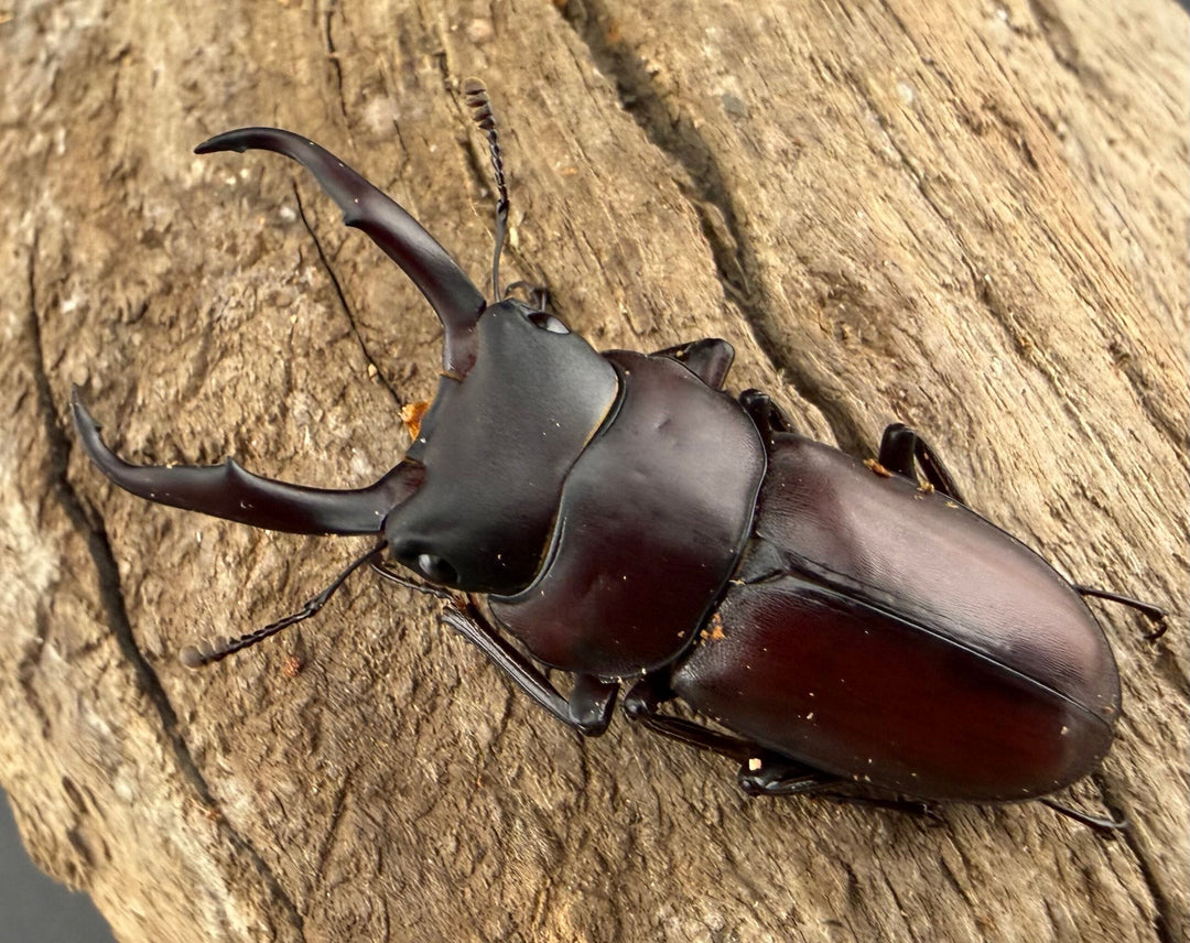 《ミシマコクワガタ 硫黄島産 40mm ♂♀♀トリオ》