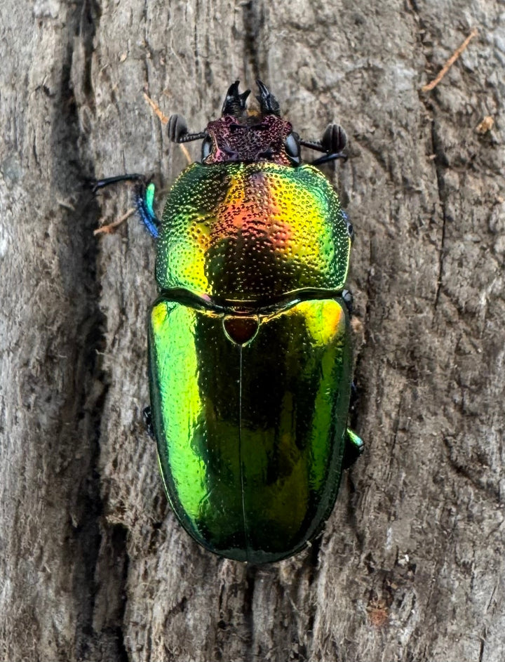 【WD】《パプアキンイロクワガタ アルファック産 35mm ペア》