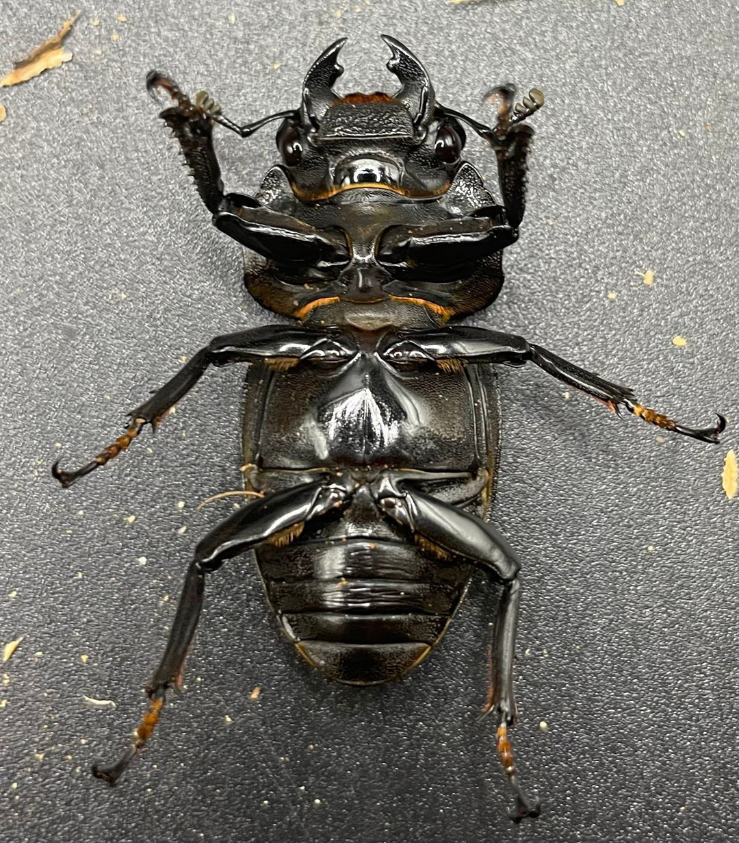 《ホペイオオクワガタ HG血統 75mm ペア》