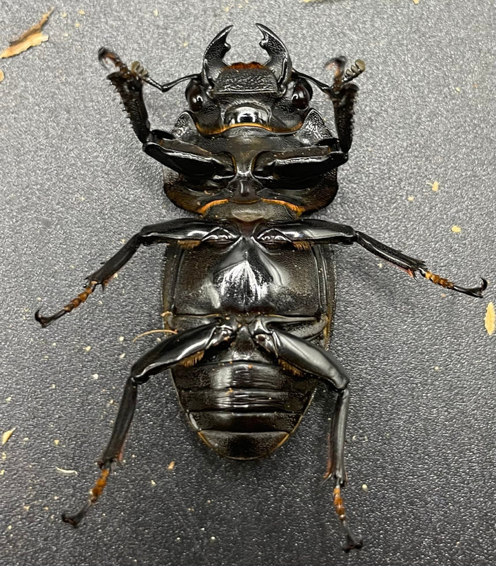 《ホペイオオクワガタ HG血統 75mm ペア》