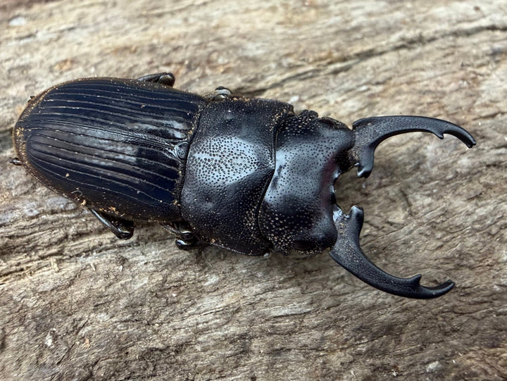 【WD】《インプレッシコリスネブト亜種patprici 26.5mm ペア》