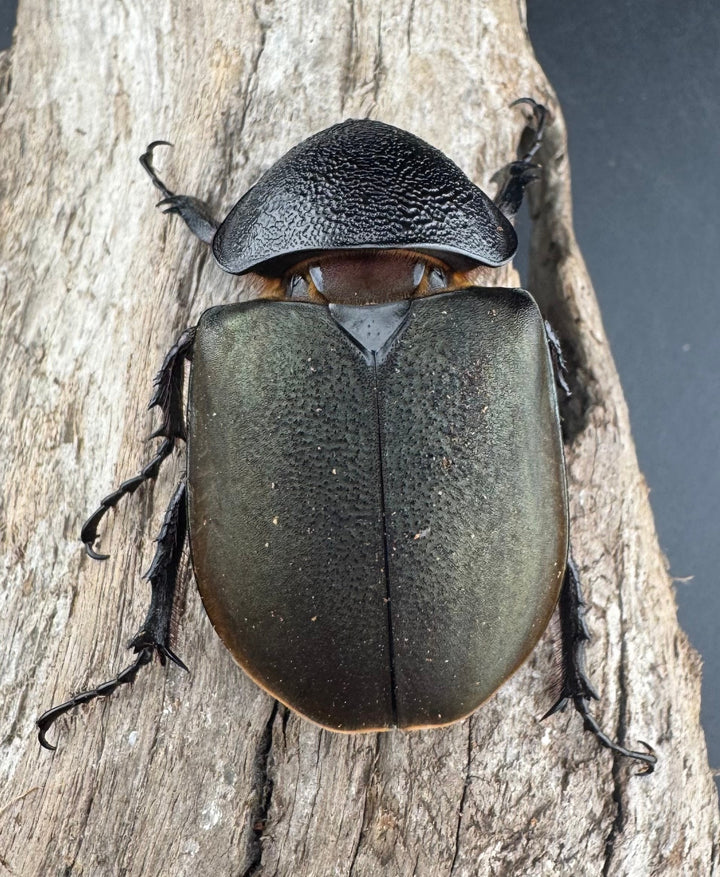 【WD】《ジャワコーカサスオオカブト 97.5mm ペア》