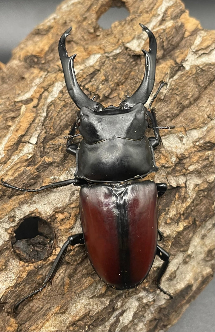 【WD】《雲南産ドンキエルコクワ原名亜種 76mm ♂単》