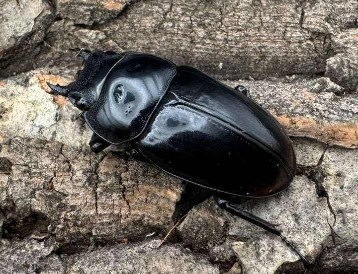 《ブラックハスタートノコギリ 37.5mm ♀単》