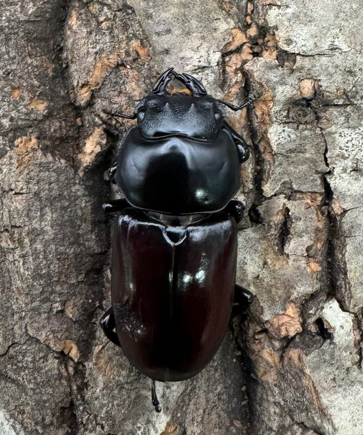 《アローコクワ亜種リエン 74mm ♂♀♀トリオ》