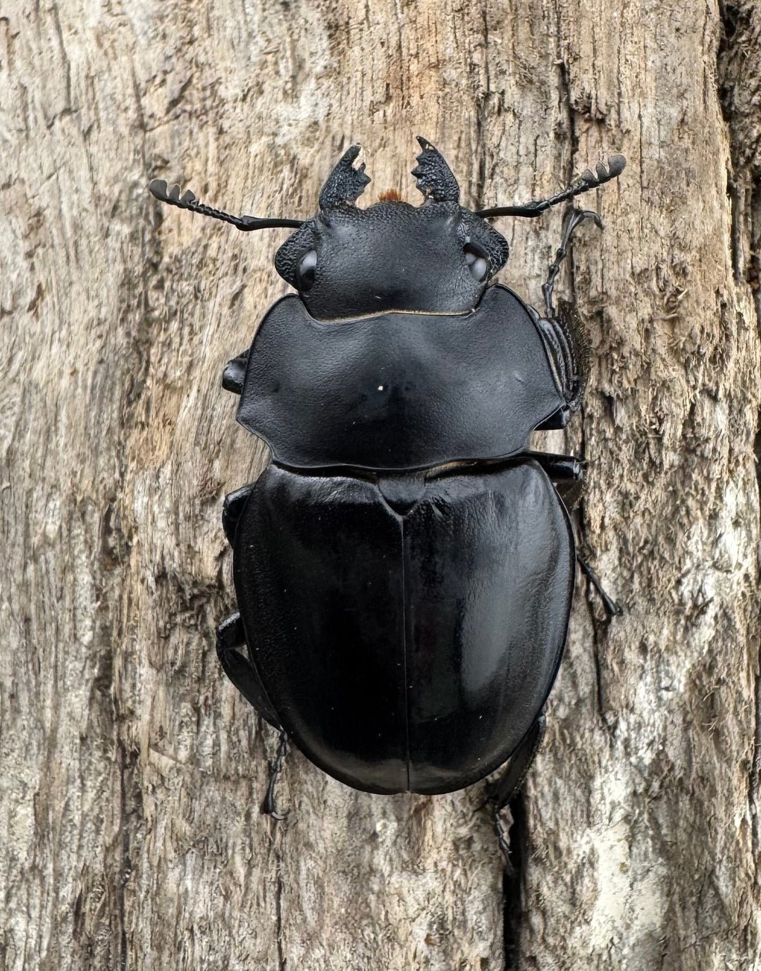 【WD】《カメラツヤクワガタ ラゴノイ産 55.5mm ペア》