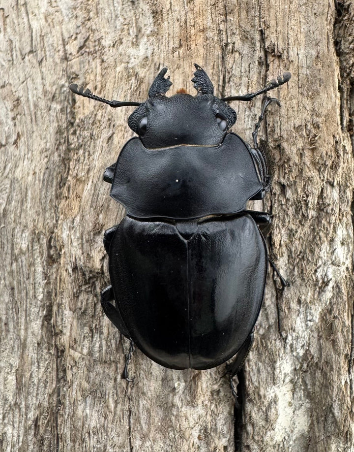 【WD】《カメラツヤクワガタ ラゴノイ産 55.5mm ペア》