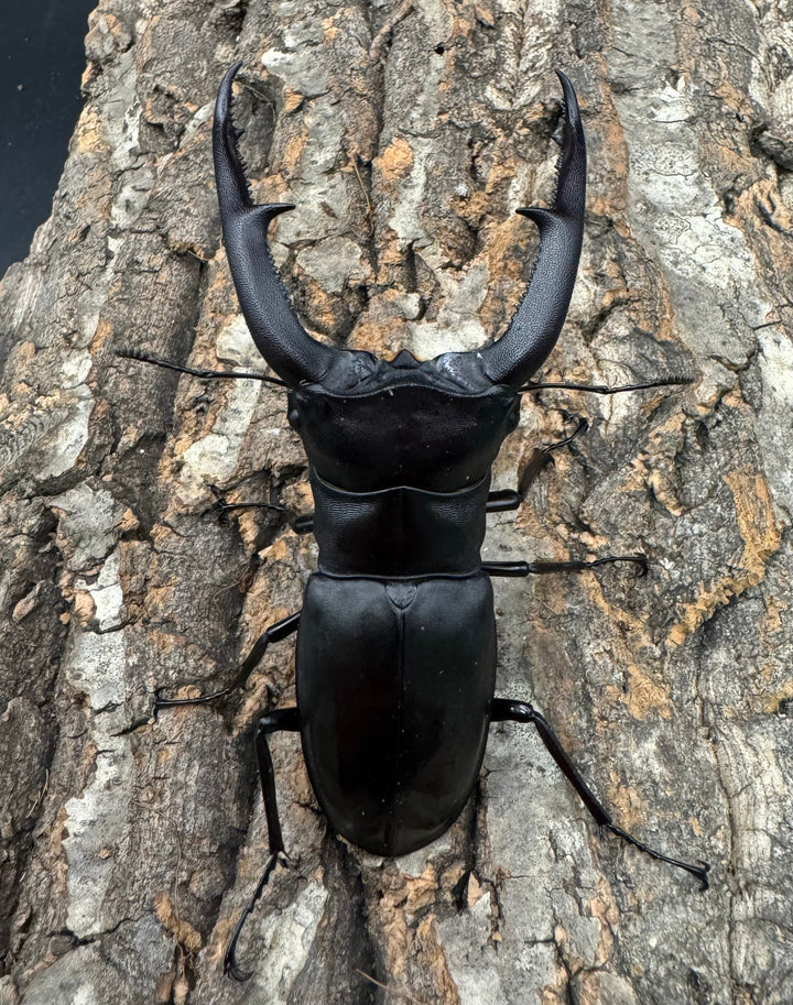 【WD】《マンディブラリスフタマタ 100mm ペア》