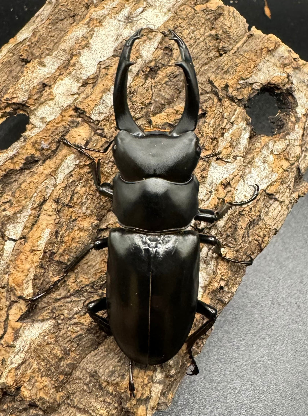 【WD】《ブラナウンコクワ 貢山産 61mm ペア》