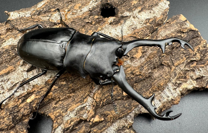 【WD】《ギラファノコギリ亜種ボロブドゥール 89mm ペア》