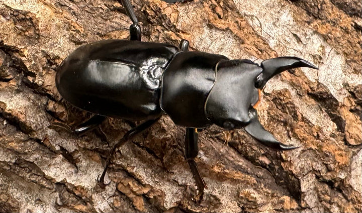 【WD】《ブラナウンコクワ 福貢県産 38mm ペア》