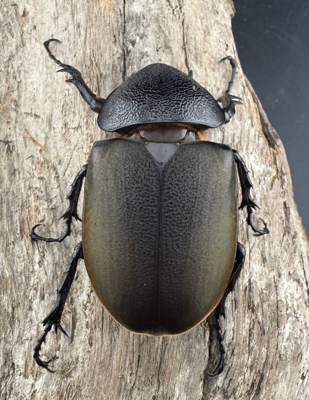 【WD】《ジャワコーカサスオオカブト 96mm ペア》