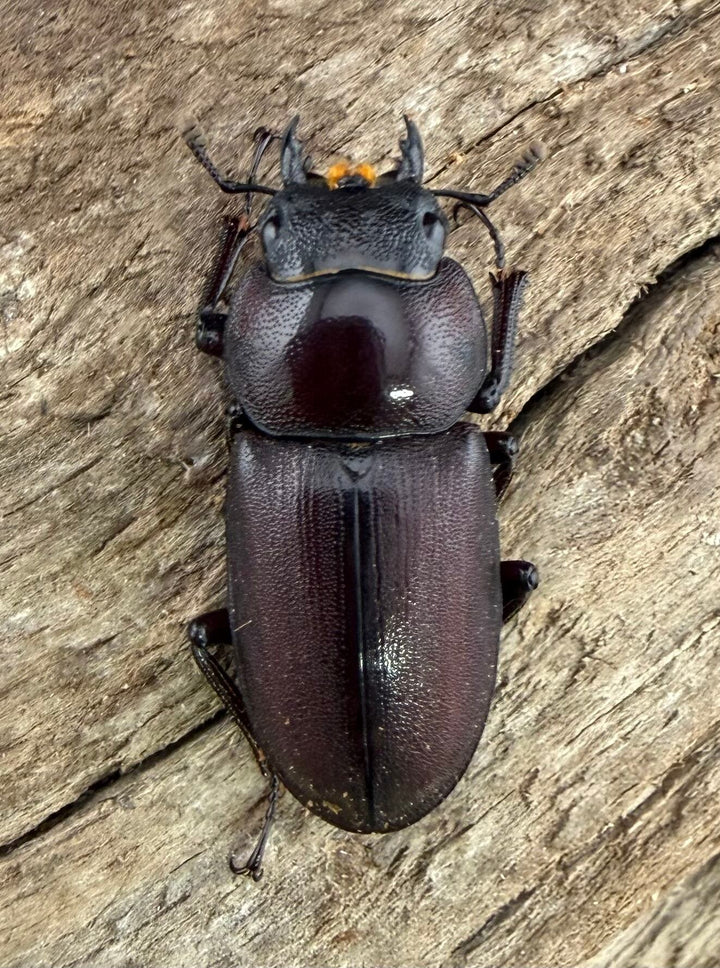 《ミシマコクワガタ 硫黄島産 40mm ♂♀♀トリオ》