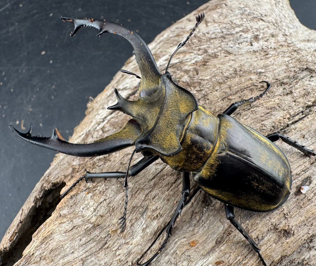 【WD】《フルキフェルミヤマ 61mm ペア》