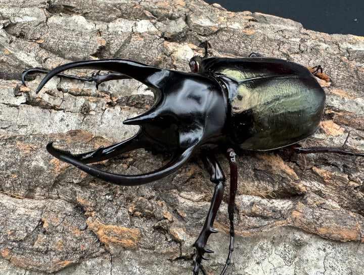 【WD】《ジャワコーカサスオオカブト 105.5mm ペア》