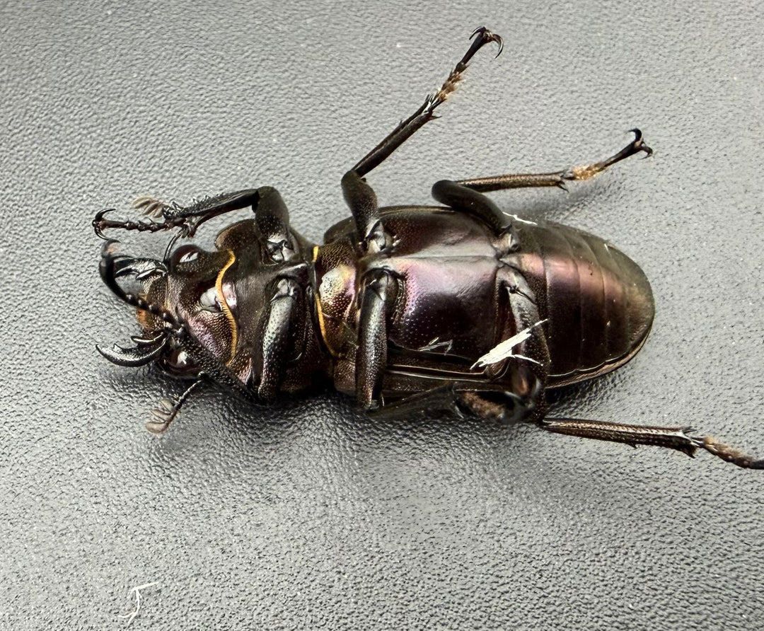 《メタリフェルホソアカ亜種フィナエ パープル系 80mm ペア》