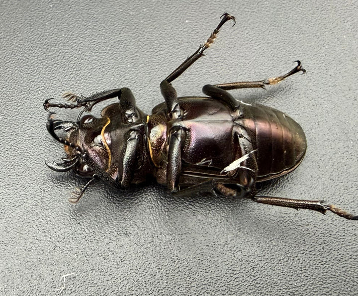 《メタリフェルホソアカ亜種フィナエ パープル系 80mm ペア》