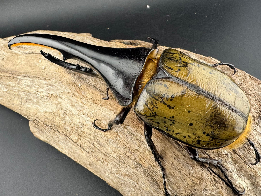 《ヘラクレス・ヘラクレス 137mm ペア》