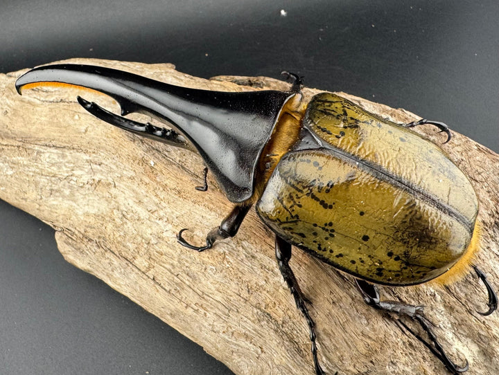 《ヘラクレス・ヘラクレス 137mm ペア》