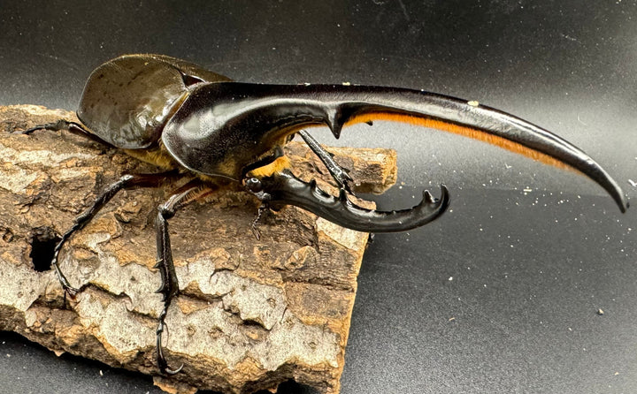 《ヘラクレス・ヘラクレス 152mm ペア》