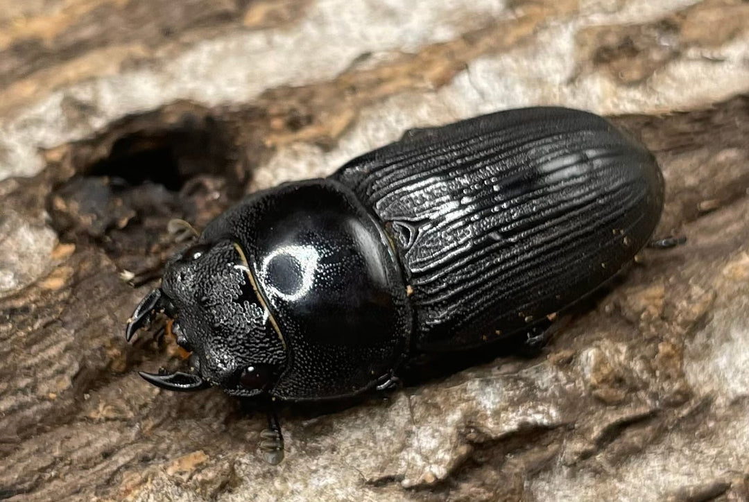 【WD】《パラワンパリーオオクワ 60mmUP ペア》