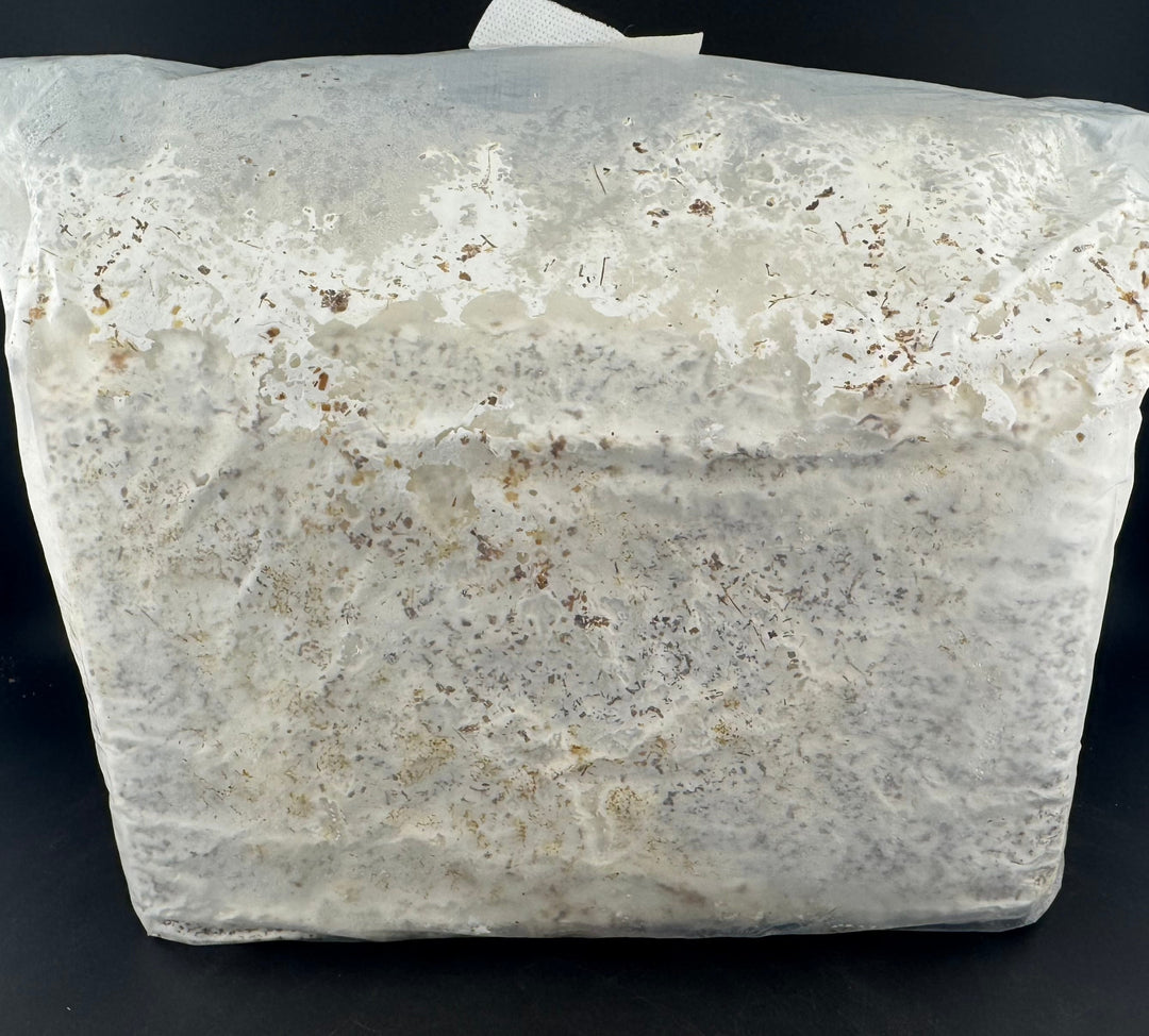 【Kブロック】オオヒラタケ 3600cc