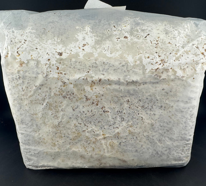 【Kブロック】オオヒラタケ 3600cc