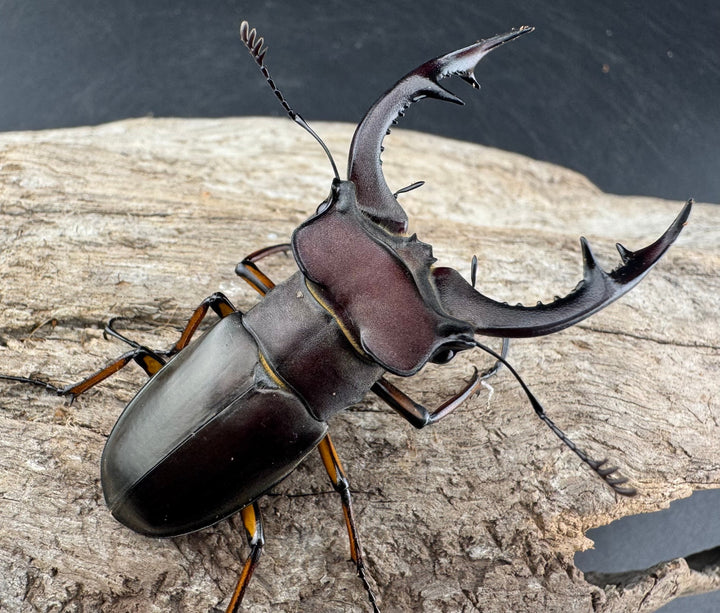 【WD】2018新種記載《ジュシャンミヤマ 58mm ペア》①