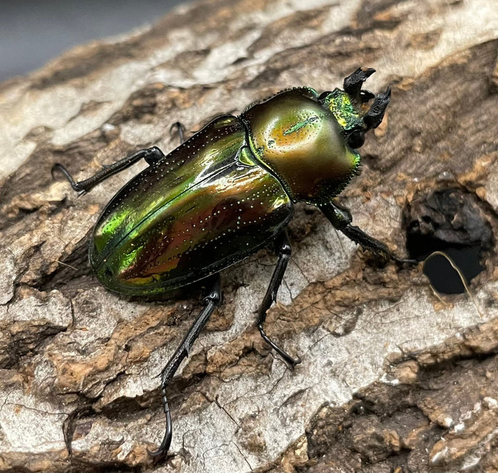 《ニジイロクワガタ Free ♂♀♀トリオ》