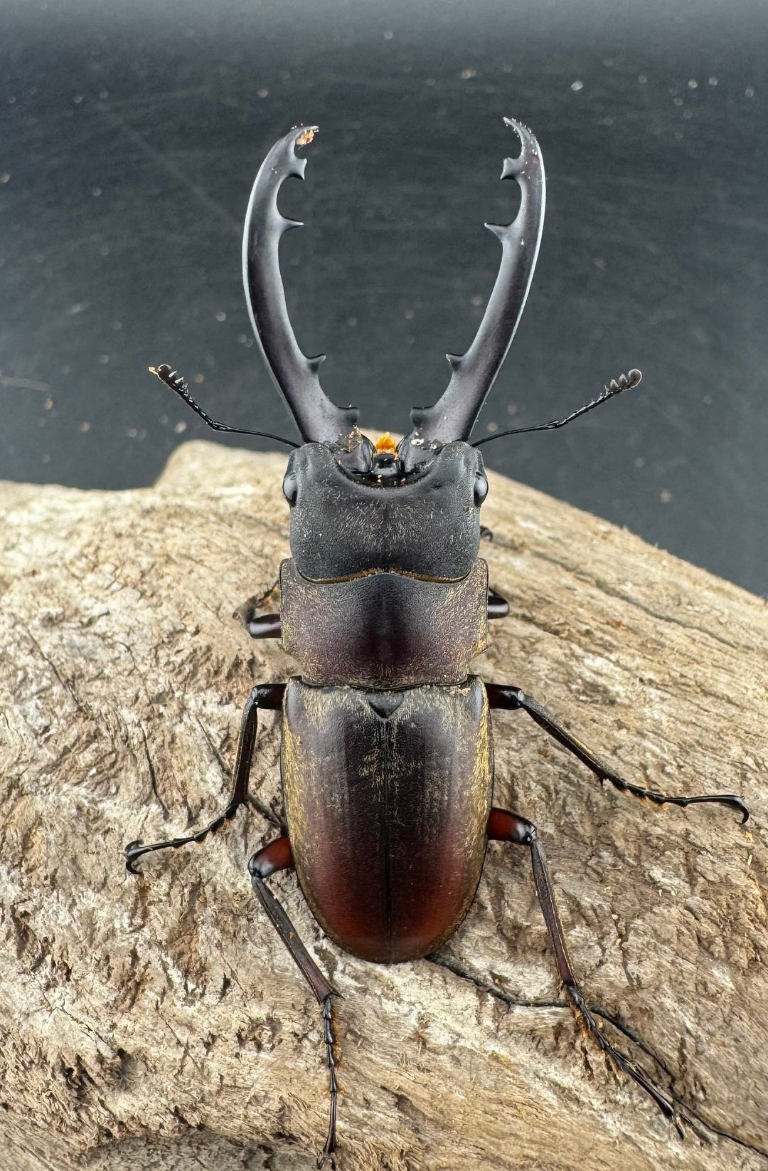 【WD】《ドエスブルグノコギリ亜種mkkiensis 57mm ペア》