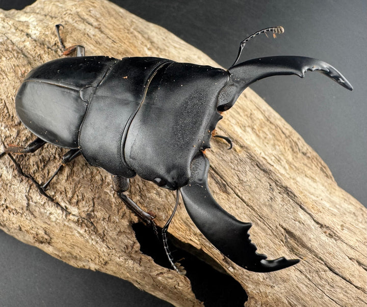 【WD】《スマトラオオヒラタ ベンクール産 84mm ペア》