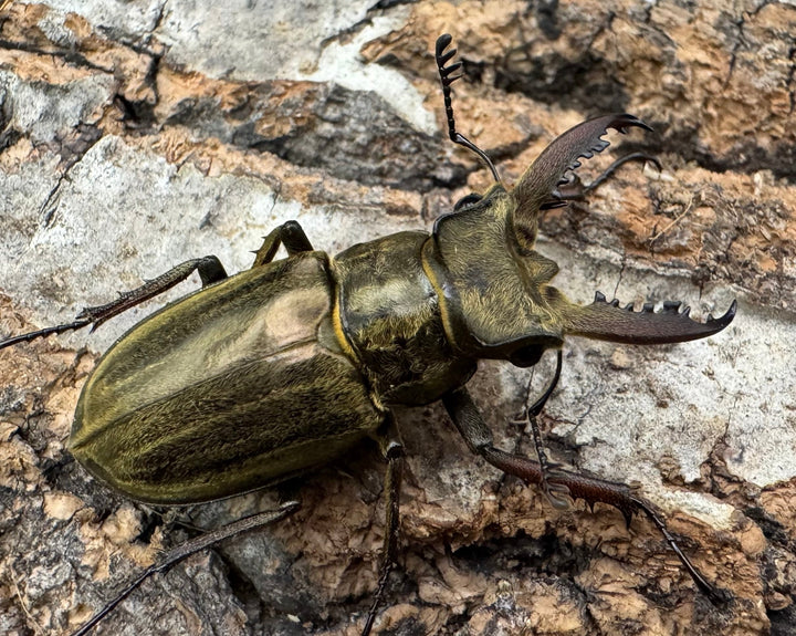 《メアレーミヤマ 36mm ペア》