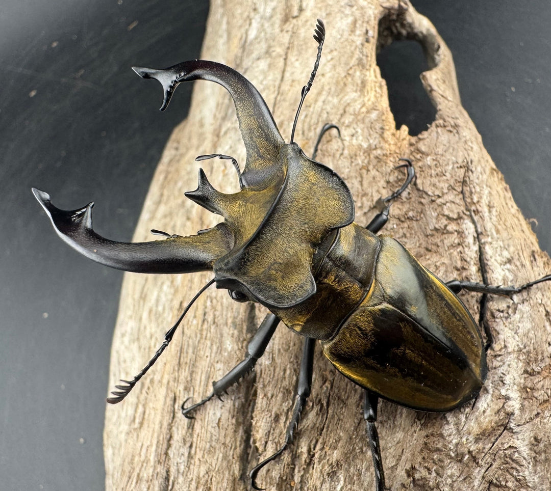 【WD】《チベットミヤマ亜種singularis 66mm ペア》