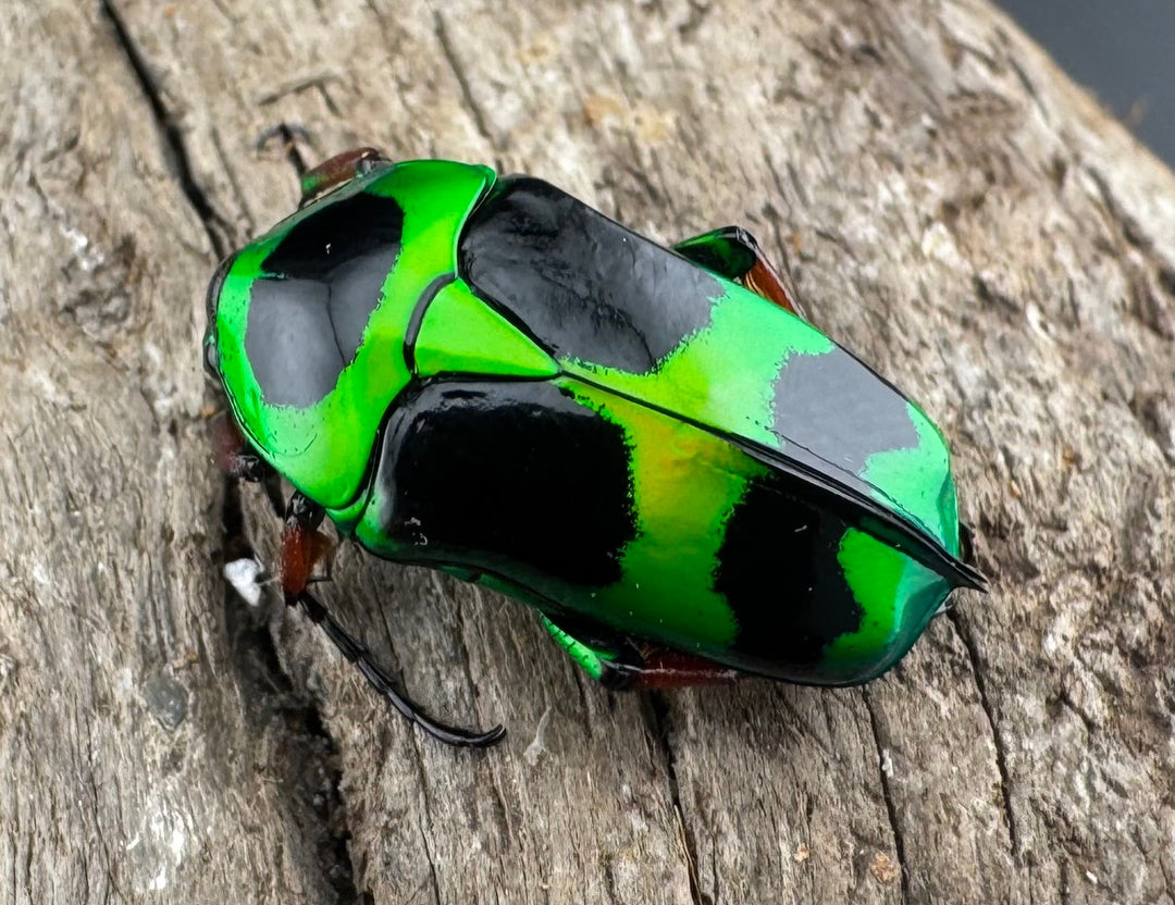 【WD】《マックレーツヤカナブン ペア》