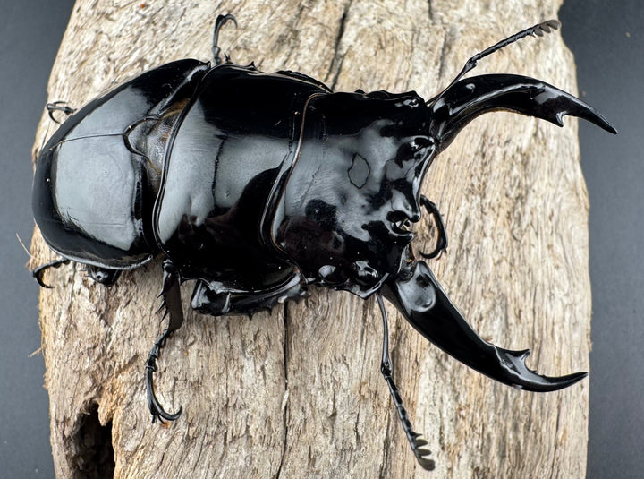 《レギウスオオツヤクワガタ 81mm ペア》