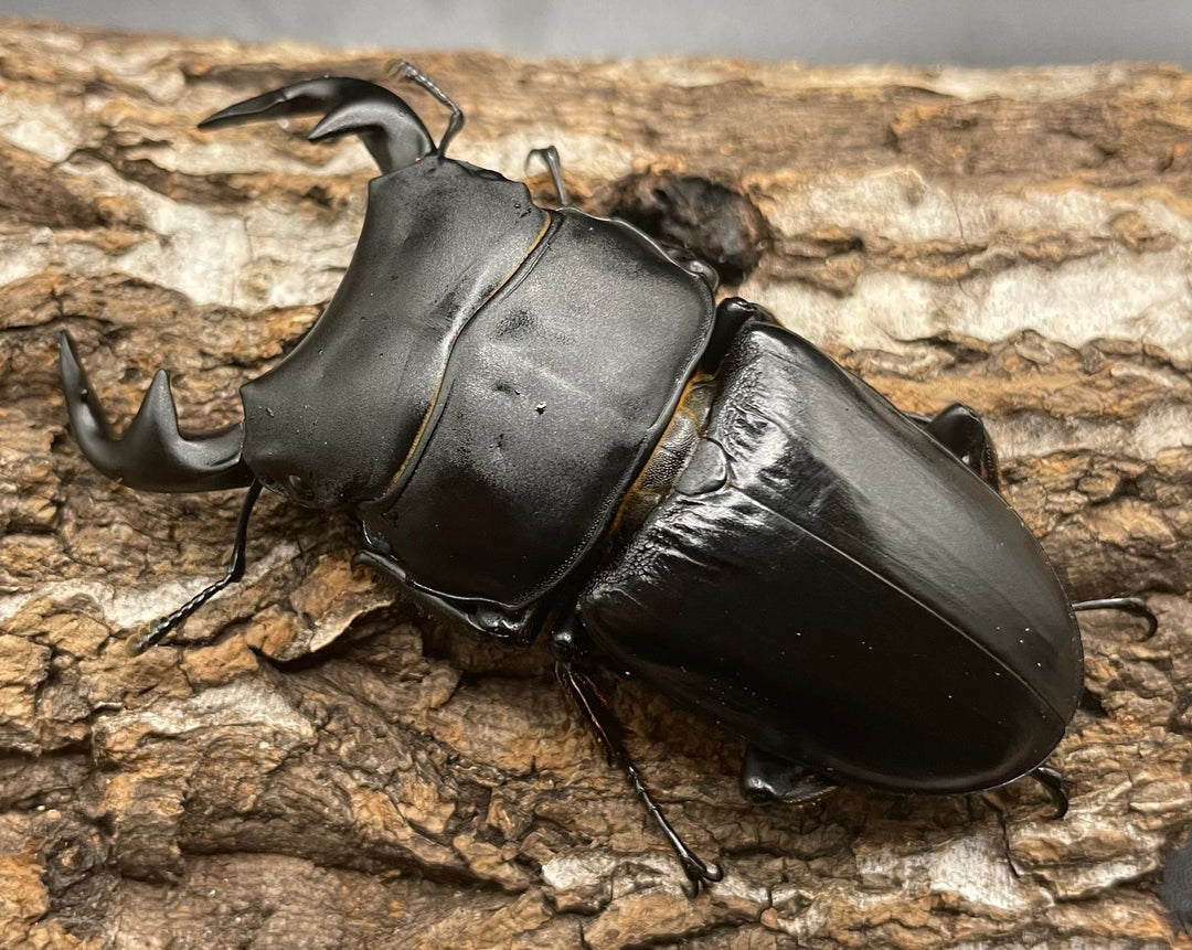 《インドグランディス亜種moriyai Garda95.0血統 75mm ペア》