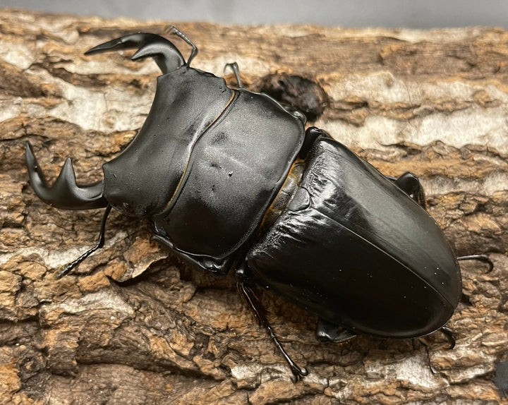 《インドグランディス亜種moriyai Garda95.0血統 75mm ペア》