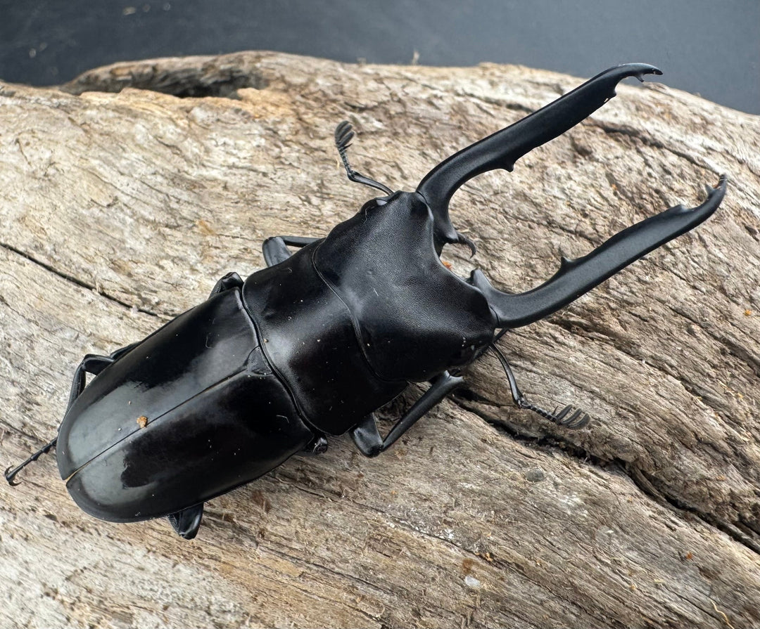 【WD】《ブッダノコギリ ミンダナオ産 53mm ペア》