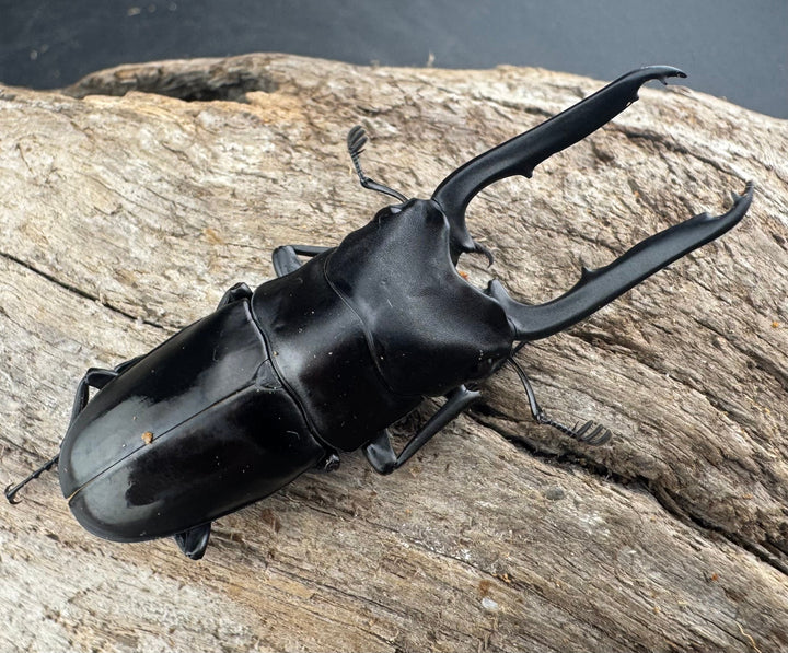 【WD】《ブッダノコギリ ミンダナオ産 53mm ペア》